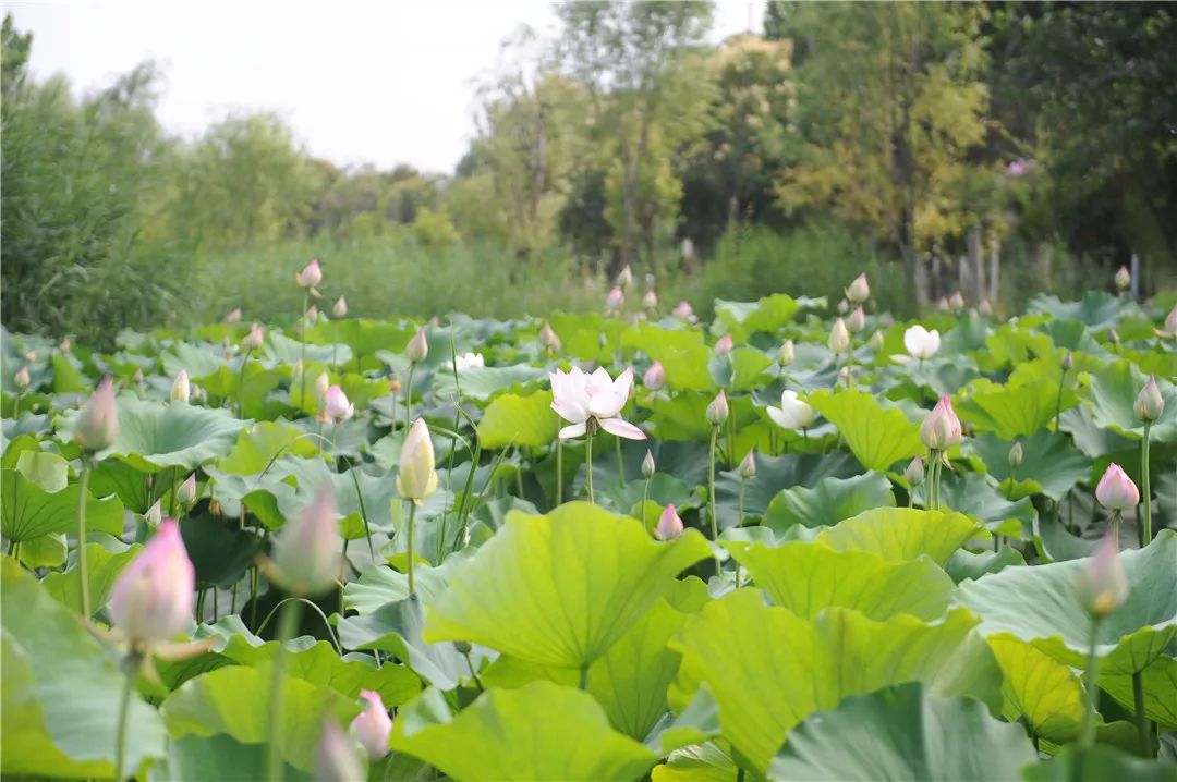 2019绿博之夜金星啤酒消夏狂欢季震撼来袭