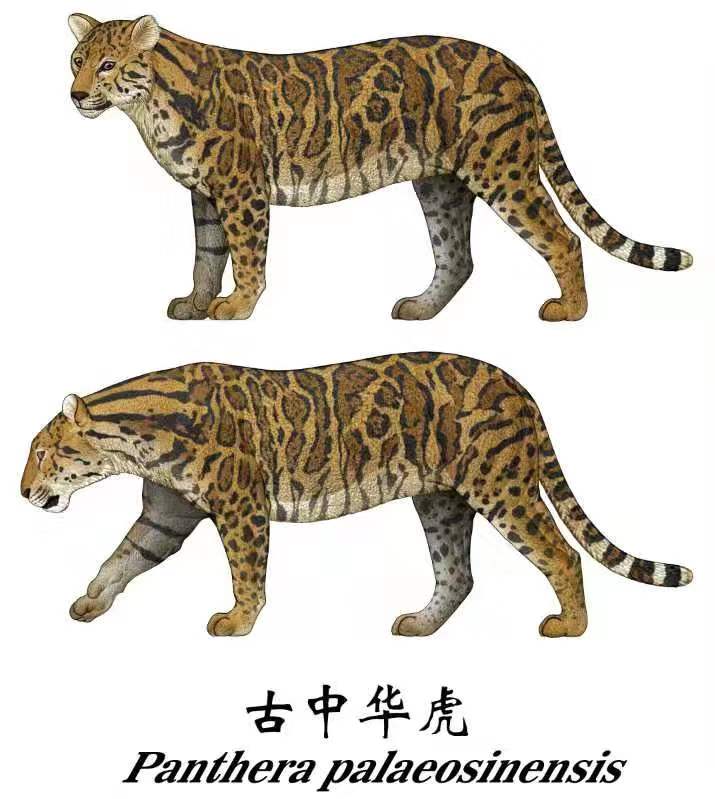 ODs4jFL8.jpg