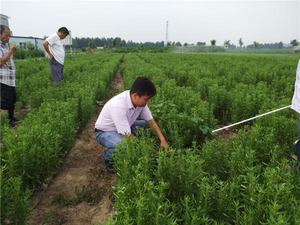 新野：“甜叶菊”成为樊集群众脱贫致富的支柱产业